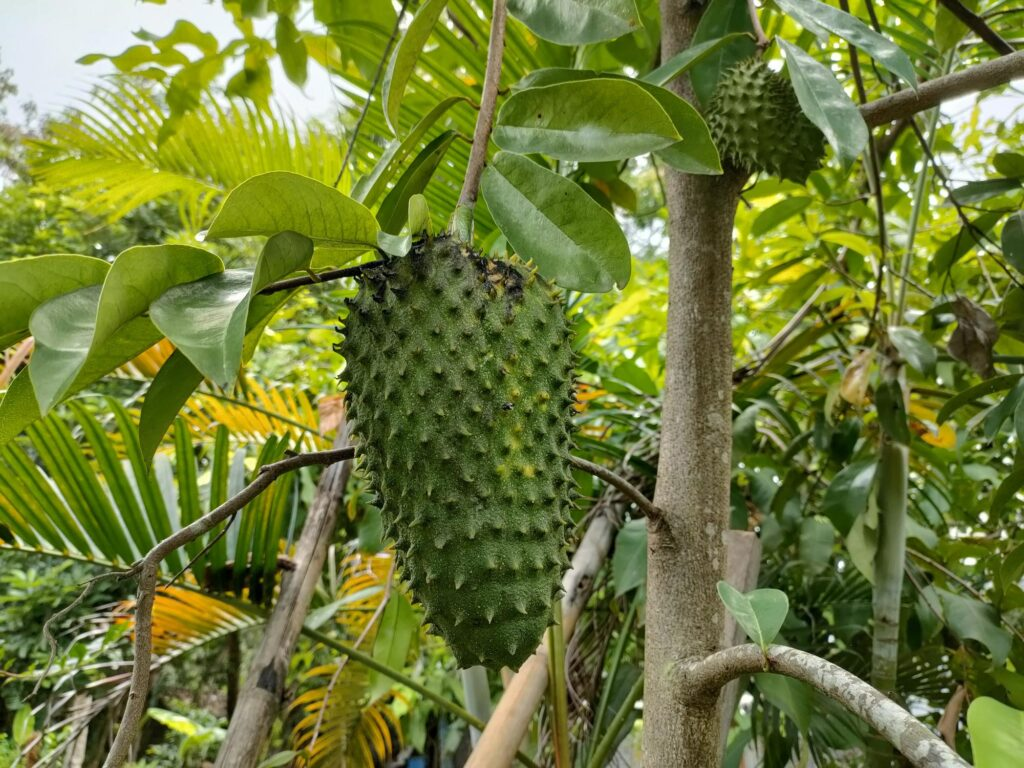 Soursop Leaf Extract: What It Is, How It Works & Why People Take It