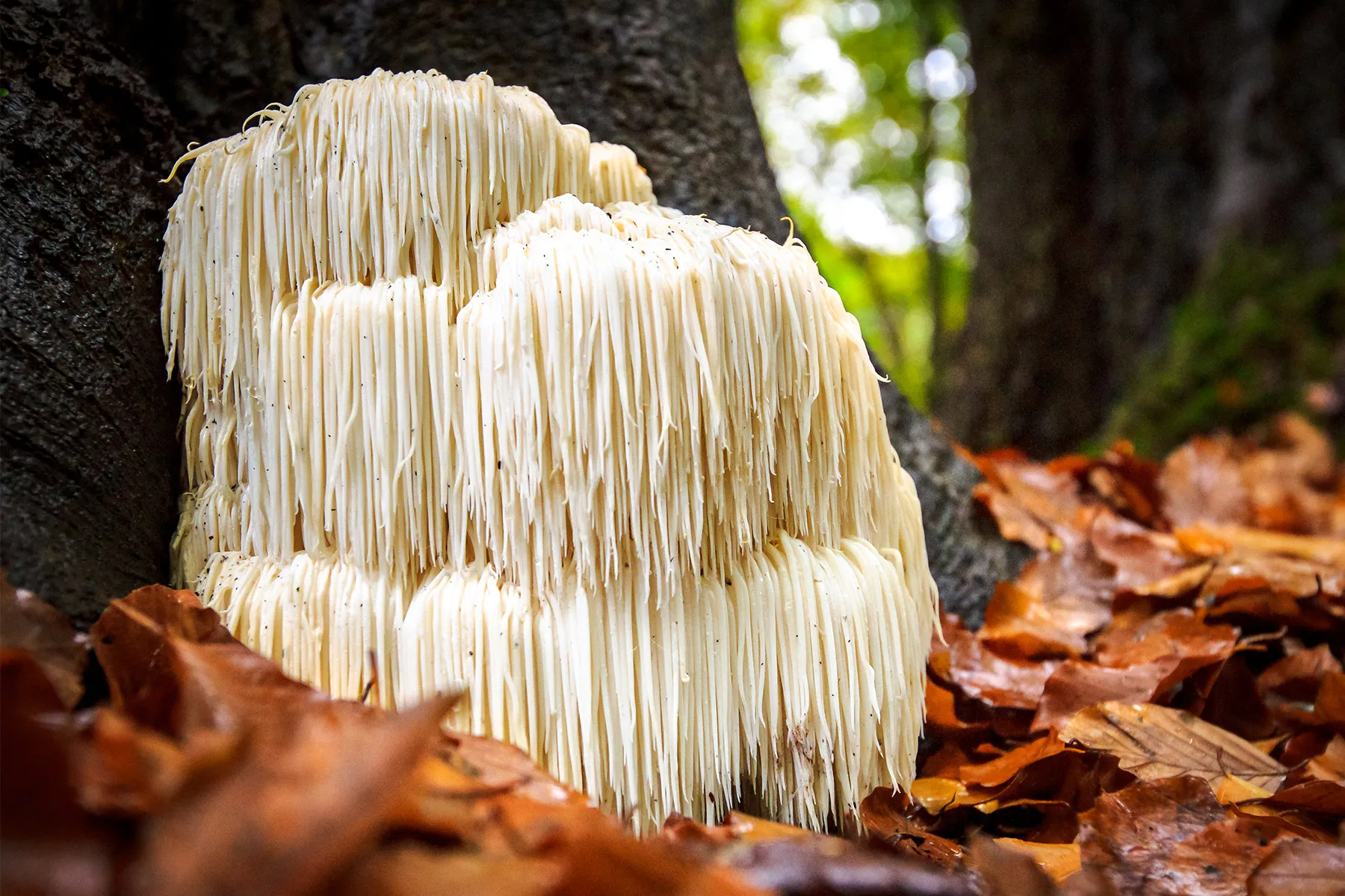 Lion's Mane mushroom growing wild at the base of a tree