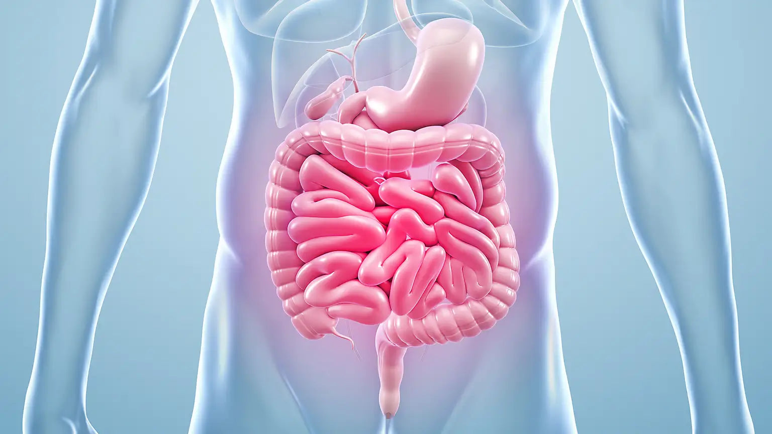 What Happens to Your Gut After a Fast (And What to Do About It)